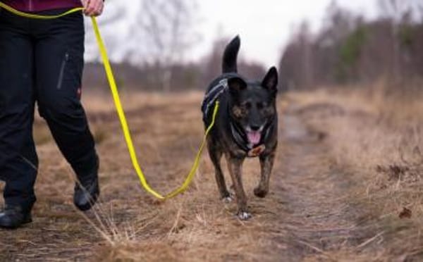 Bescheidene Veleda sucht Zuhause
