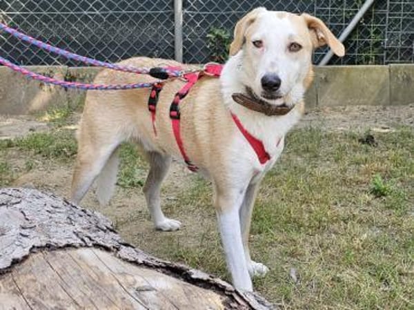 Fabio wartet im Tierheim Sulzbach