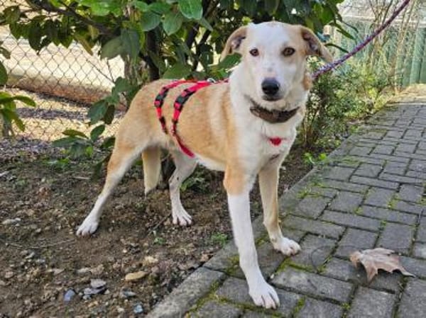Fabio wartet im Tierheim Sulzbach