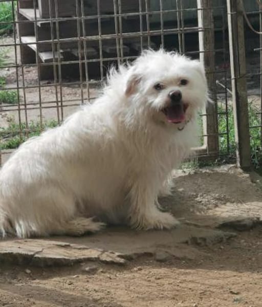 Susy kleine Hündin 2,5 Jahre in 97318