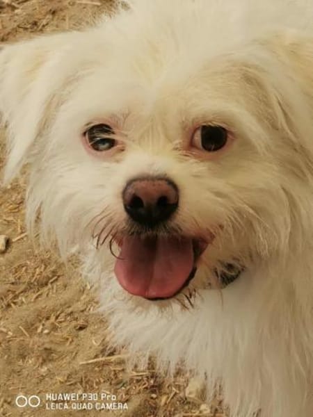 Susy kleine Hündin 2,5 Jahre in 97318