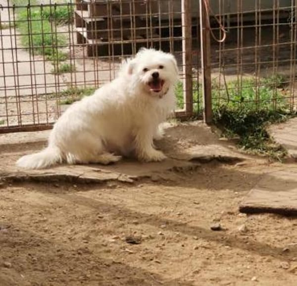 Susy kleine Hündin 2,5 Jahre in 97318