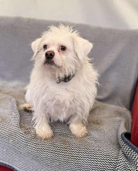 Susy kleine Hündin 2,5 Jahre in 97318