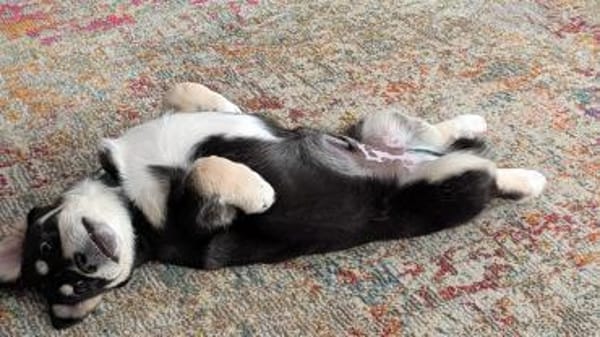 Lou, junger Charmeur sucht