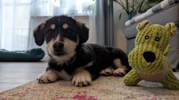 Lou, junger Charmeur sucht