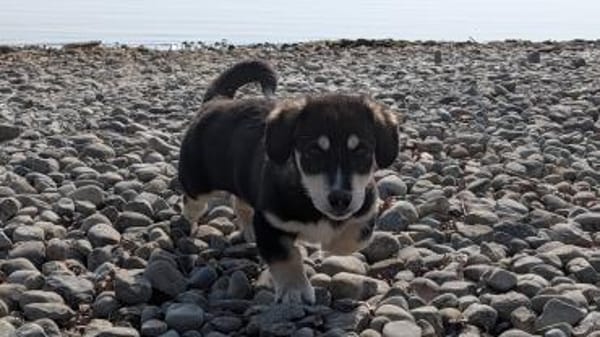 Lou, junger Charmeur sucht