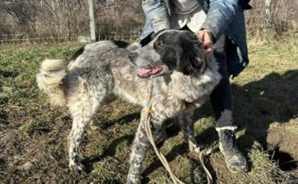 Enola kann mit Tieren & sucht Zuhause