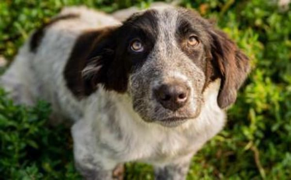 Enola kann mit Tieren & sucht Zuhause