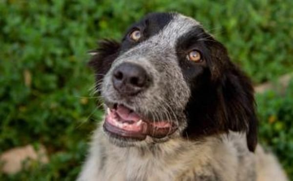 Enola kann mit Tieren & sucht Zuhause