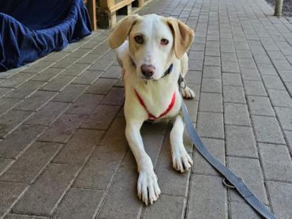 Bodhi wartet im Tierheim Sulzbach