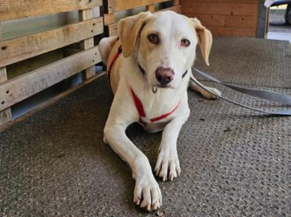 Bodhi wartet im Tierheim Sulzbach