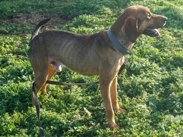 Bracken-Mix Sisco ist ein Sonnenschein!