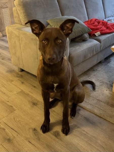 Powerpaket Sarotti sucht sein Zuhause