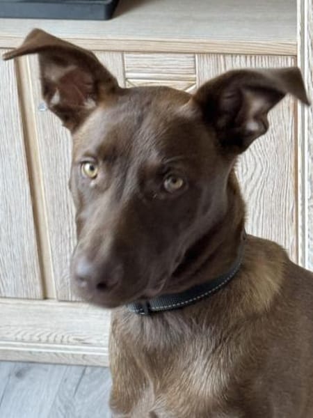 Powerpaket Sarotti sucht sein Zuhause