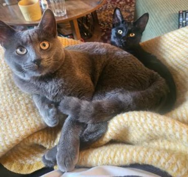 Bono & Flint suchen zusammen