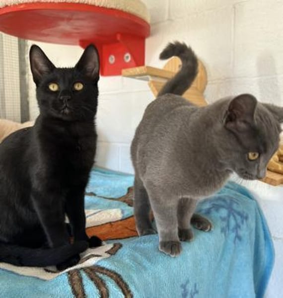 Bono & Flint suchen zusammen