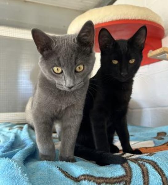 Bono & Flint suchen zusammen