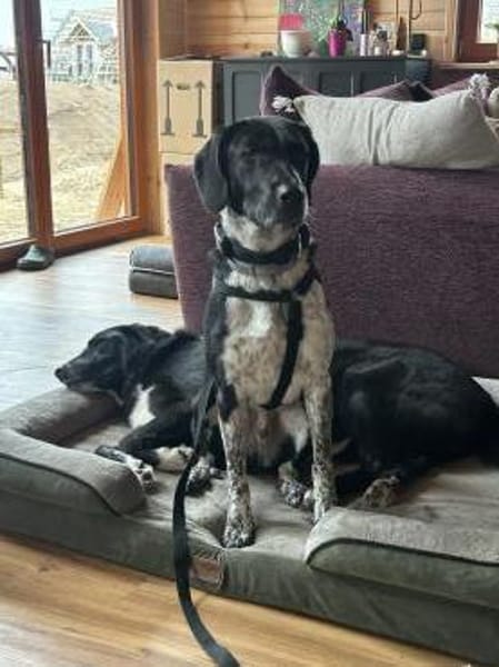 Nando  auf der Suche nach einem ruhigen