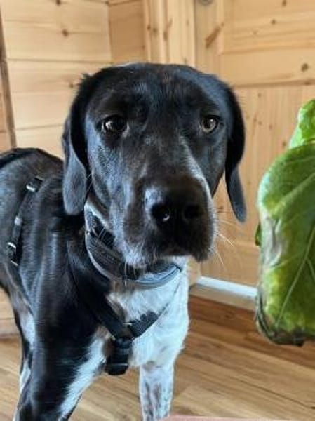 Nando  auf der Suche nach einem ruhigen