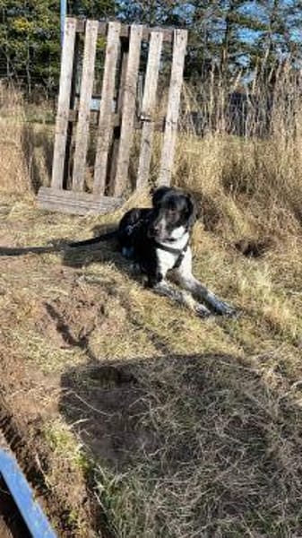 Nando  auf der Suche nach einem ruhigen