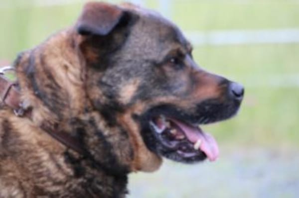 Yona - ein echter Prachtkerl