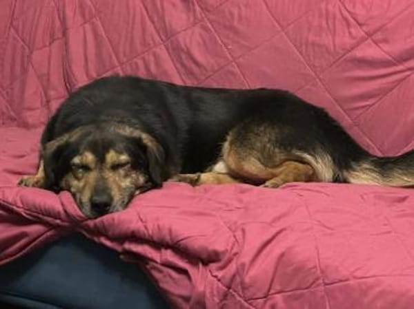 Onni 3-5 Jahre 39 cm