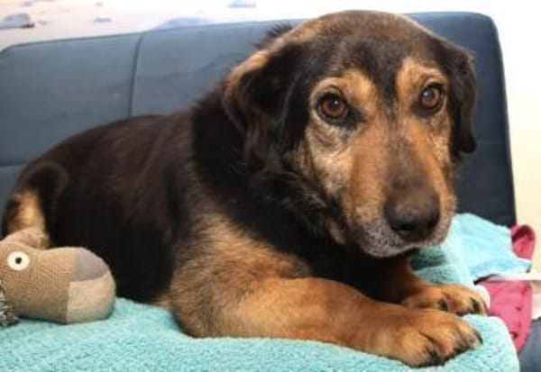 Onni 3-5 Jahre 39 cm