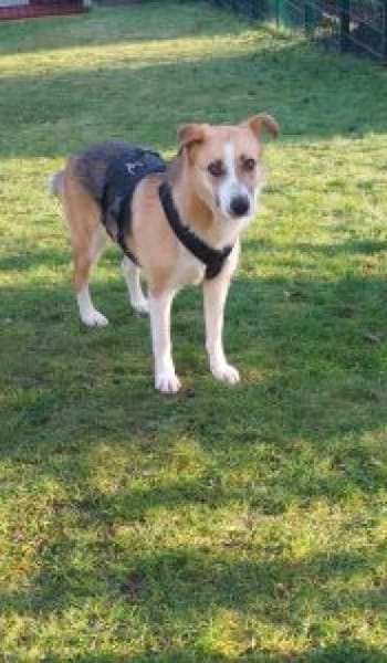 Lissy 52 cm (Pflegestelle)