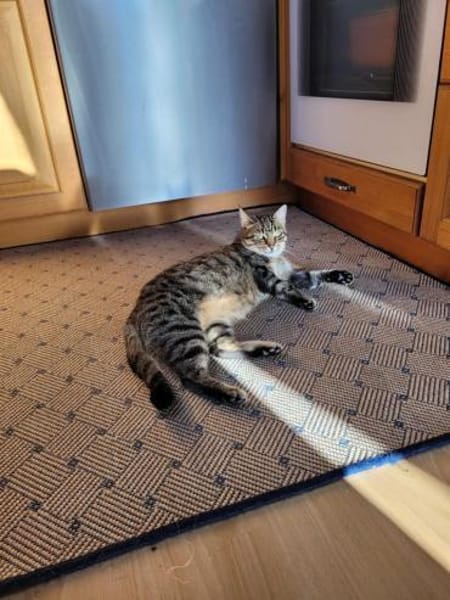 Tigermädchen Flia sucht ihre Familie