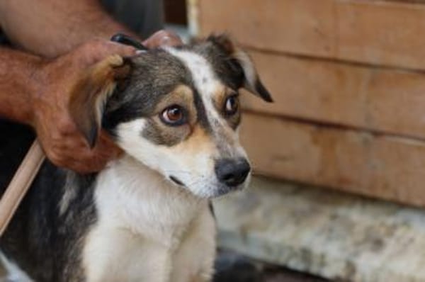 Painu- aparter Rüde