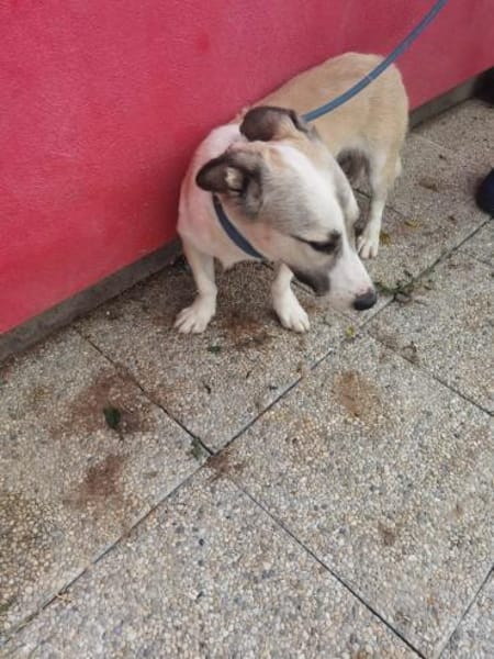 Nico - kinderlieber Jungrüde