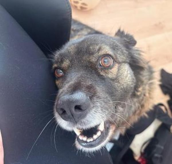 Liebe Azar braucht eine zweite Chance