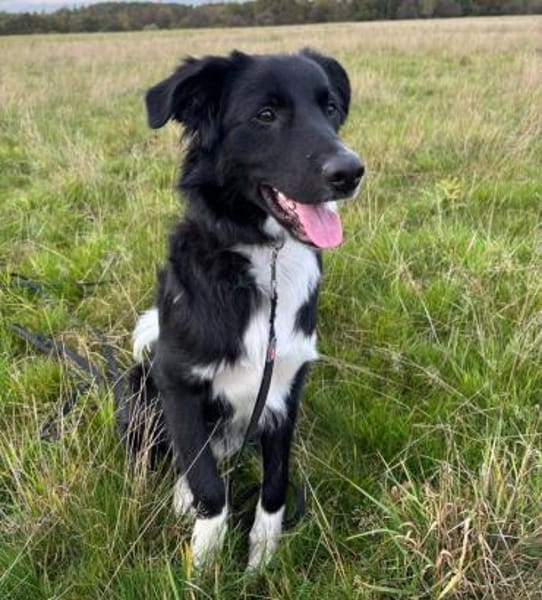 Wunderschöner Senna aus Hamminkeln