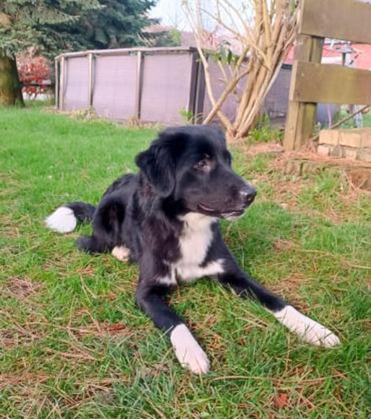 Wunderschöner Senna aus Hamminkeln