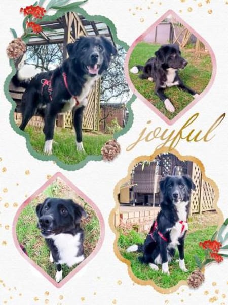 Wunderschöner Senna aus Hamminkeln