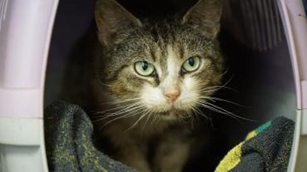 Frieda - unser absolutes Sorgenfellchen