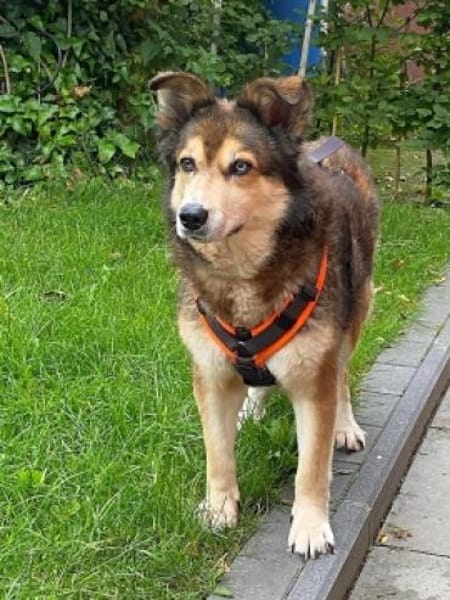 Husky-Mix LEXY sucht Anschluss