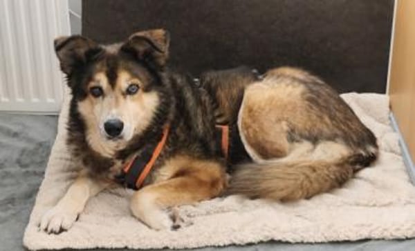 Husky-Mix LEXY sucht Anschluss