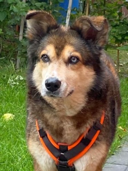 Husky-Mix LEXY sucht Anschluss