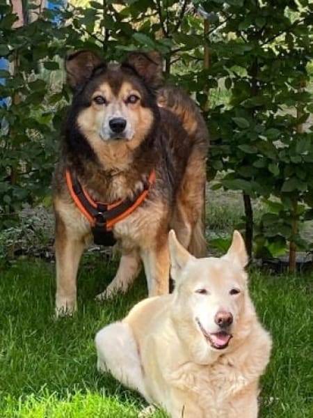 Husky-Mix LEXY sucht Anschluss
