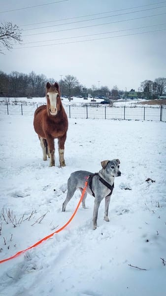 Traumhund Jamal sucht Zuhause