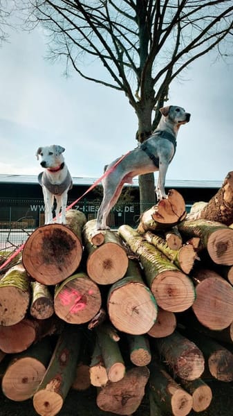 Traumhund Jamal sucht Zuhause