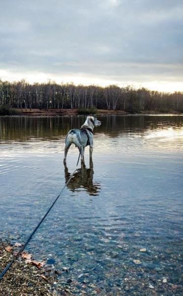 Traumhund Jamal sucht Zuhause