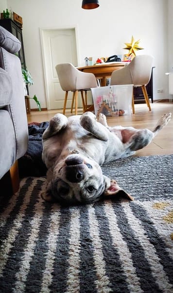 Traumhund Jamal sucht Zuhause