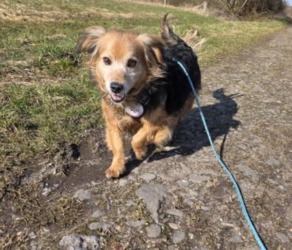 Einsteinsucht seine Menschen🐾💙🐾