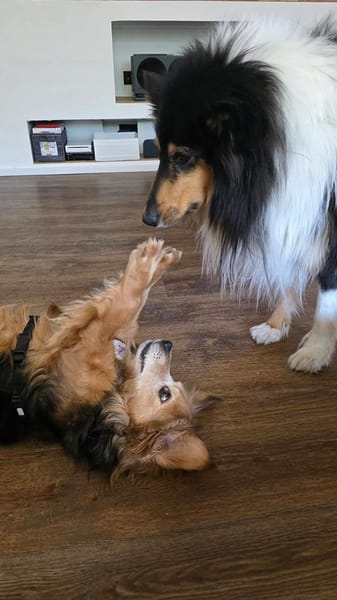 Einsteinsucht seine Menschen🐾💙🐾