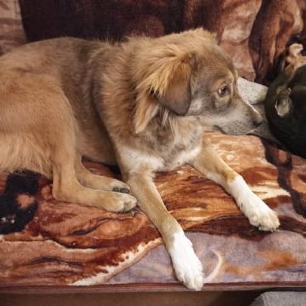 💙 Toller Junghund Diesel sucht dich! 🐾