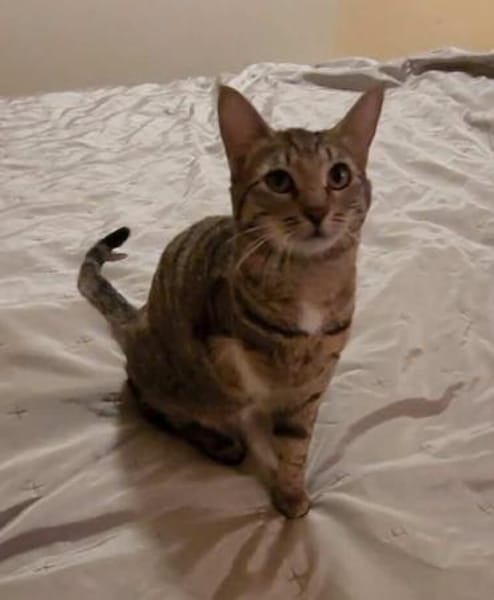 Tapfere Tracy - sehr dringend!