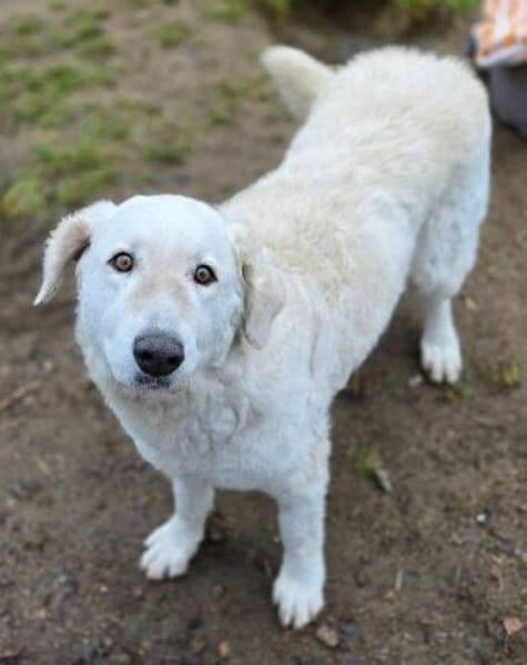 ZUZA braucht ein Zuhause