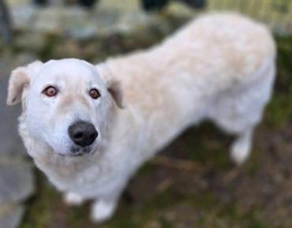 ZUZA braucht ein Zuhause